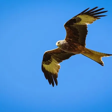 Huettchen Ganzjaehrig Nutzbar Mit Kamin&sauna *