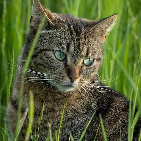 Huettchen Ganzjaehrig Nutzbar Mit Kamin&sauna