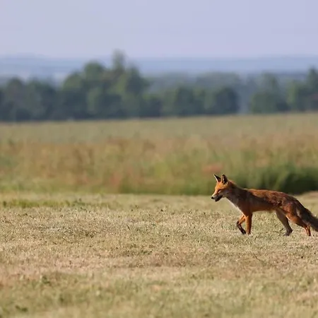 Huettchen Ganzjaehrig Nutzbar Mit Kamin&sauna Dargun