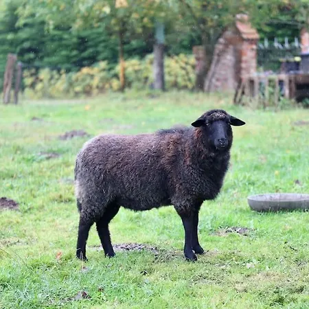 Dom wakacyjny Huettchen Ganzjaehrig Nutzbar Mit Kamin&sauna *