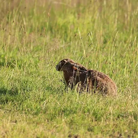 Huettchen Ganzjaehrig Nutzbar Mit Kamin&sauna