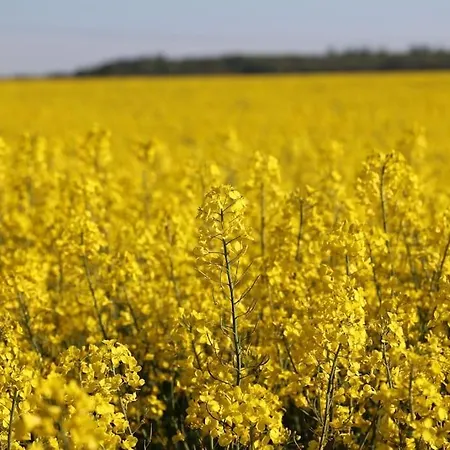 Huettchen Ganzjaehrig Nutzbar Mit Kamin&sauna Dargun