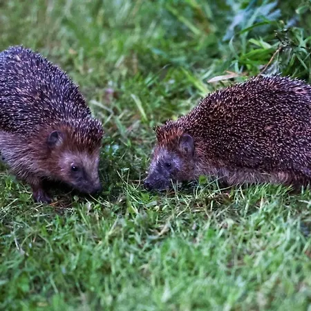 Huettchen Ganzjaehrig Nutzbar Mit Kamin&sauna Dom wakacyjny Dargun